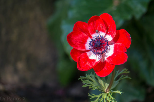 SAM_5955-1 SAM_5955-1